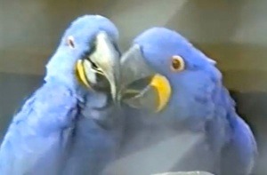 birdslogs1990